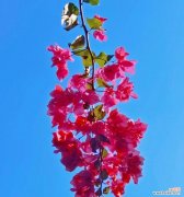 从爱情到友情 三角梅花语大全——解读花语的美丽密码