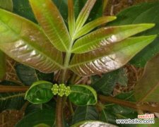 揭示中华传统文化中的一段独特记忆 探索以杀头苗的含义及其文化意义