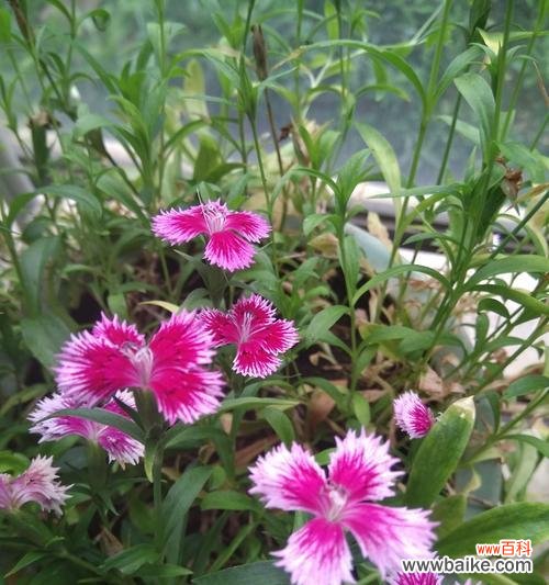 解读石竹花语的心灵密码 石竹花语的奥秘