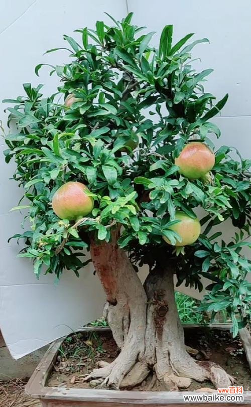 传统文化中的繁荣和幸福之象征 多子多福