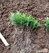 从根本改善生态 实生苗