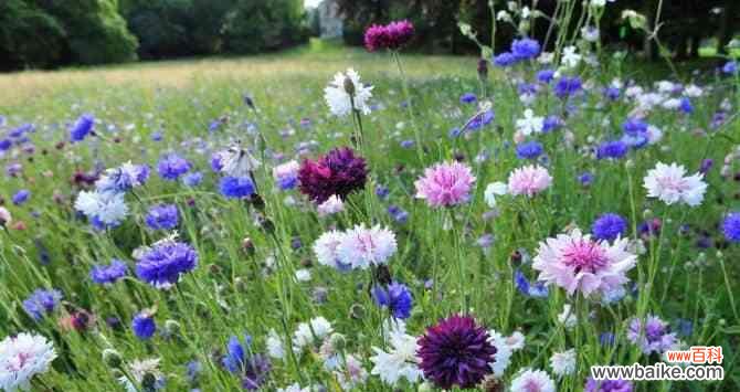 探寻矢车菊的历史渊源和深远影响力 矢车菊的象征意义及文化传承