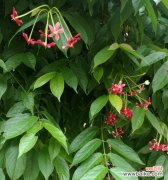 探寻花朵背后的精神内涵 君子花语与寓意