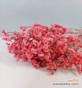 揭开水晶草的花语之谜 水晶草的花语——美丽与祝福