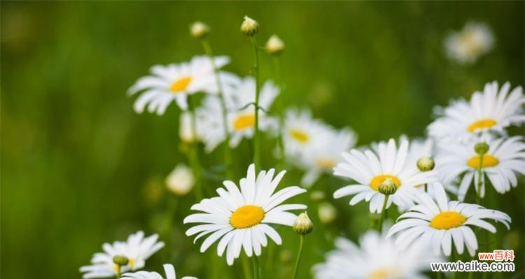 探寻双生花的花语之谜 双生花