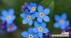 透明晶莹的水晶花散发着神秘而美丽的花语 水晶花的花语