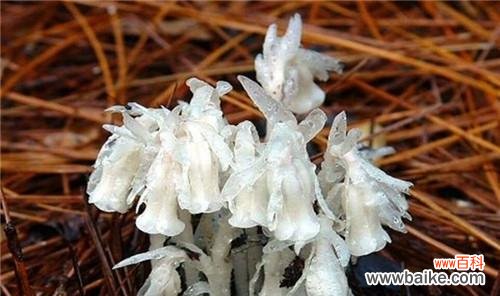 揭开水晶兰的花语之谜 水晶兰的花语与意义