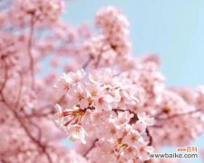 从水杉树花语中感悟生命的力量与美好 水杉树花语——洋溢希望与坚韧的生命之花