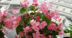 探究四季海棠的美丽和深远内涵 四季海棠的寓意与象征意义