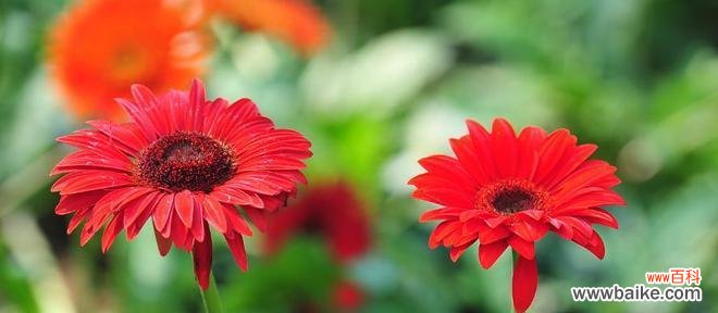 花语大波斯菊有哪些?它们各自代表什么?