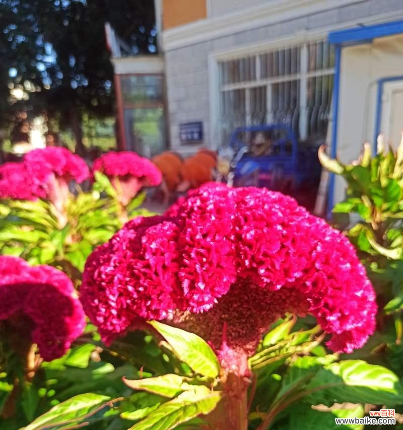 一串红花花语是什么？它如何表达情感？