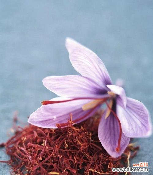 一串红花花语是什么？它如何表达情感？