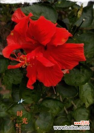 一串红花花语是什么？它如何表达情感？