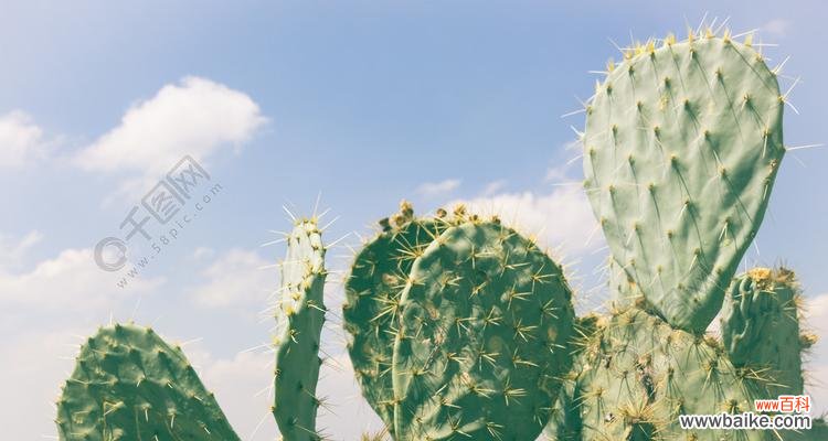 一支绿掌花语有何深意？它适合哪种场合？