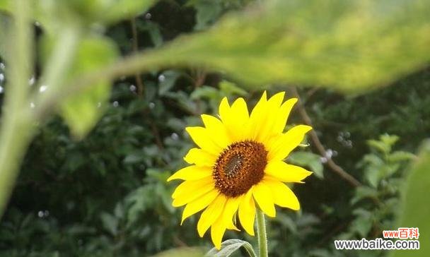 一支绿掌花语有何深意？它适合哪种场合？