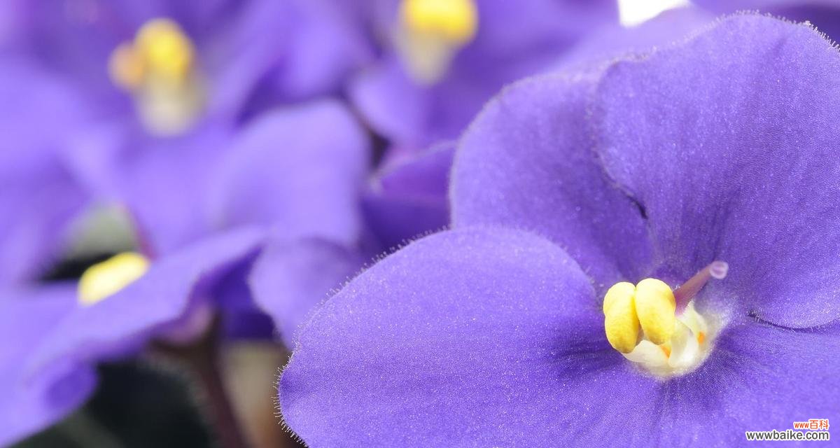 紫罗兰花语幻是什么意思？它如何影响情感？