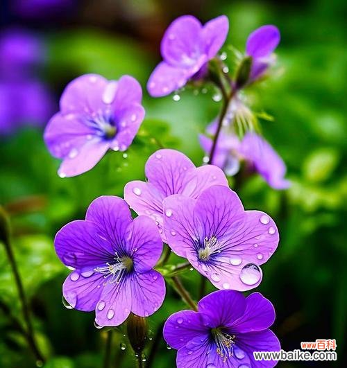 紫罗兰花语幻是什么意思？它如何影响情感？