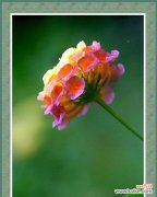 五色梅花语6有何特别之处？它们各自代表什么？