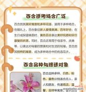 百合花语几枝代表什么？如何选择合适的数量？