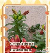 百合花语多情是什么？它如何表达爱意？