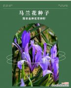 四季易活花语是什么？它如何适应不同环境？