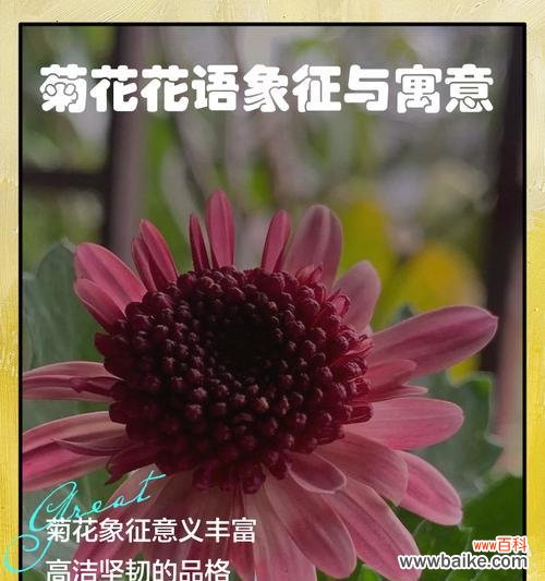 七月菊花花语是什么?它如何表达情感?