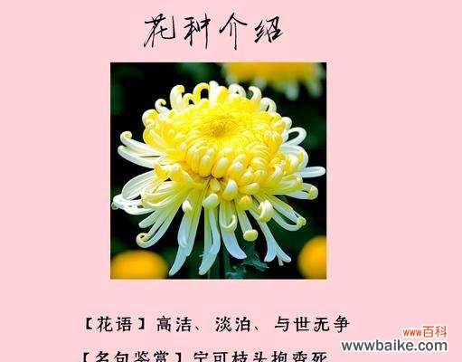 七月菊花花语是什么?它如何表达情感?