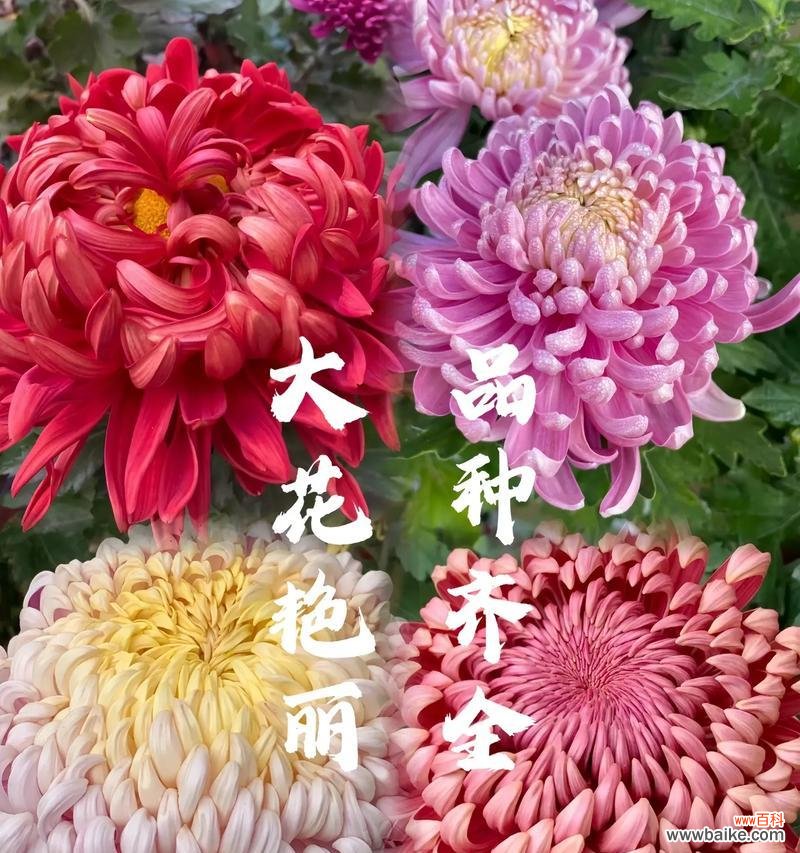 七月菊花花语是什么?它如何表达情感?