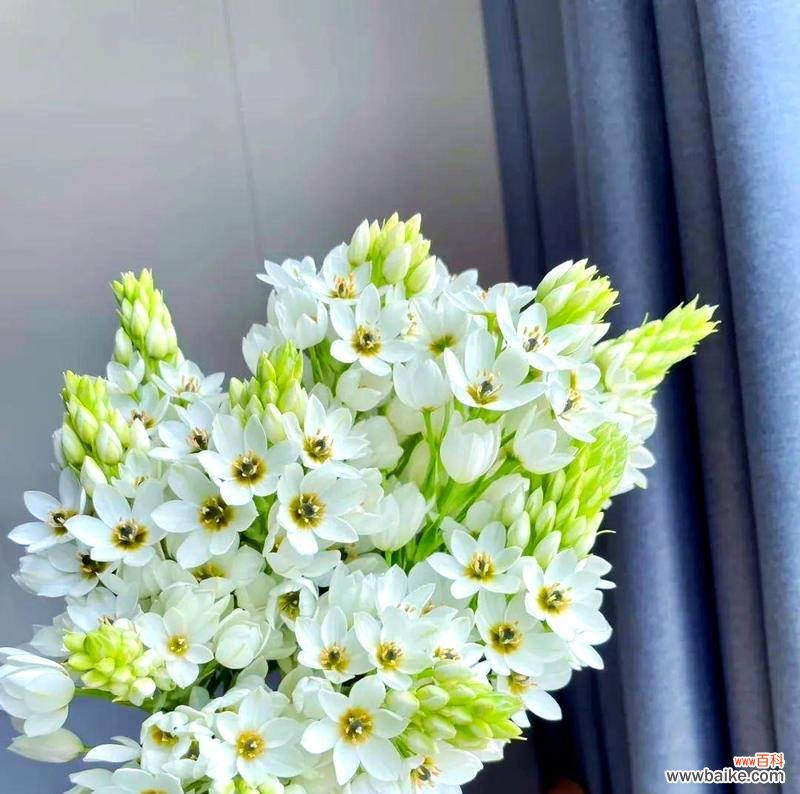 万年青花的花语是什么?如何表达爱意?