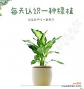 万年青花的花语是什么？如何表达爱意？