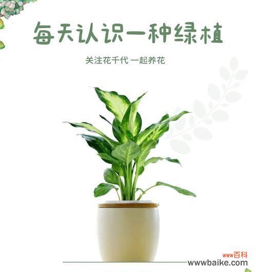 万年青花的花语是什么?如何表达爱意?