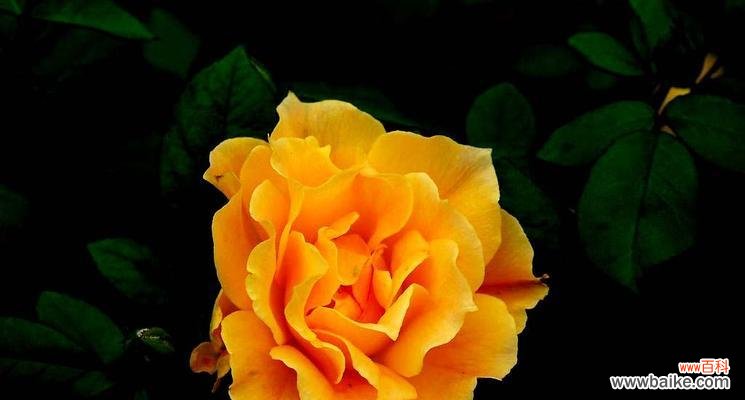 橙色玫瑰的花语是什么？橙玫瑰传递怎样的情感？