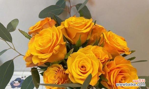 橙色玫瑰的花语是什么？橙玫瑰传递怎样的情感？