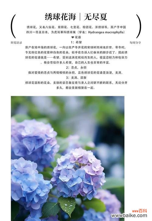 花的花语和寓意有哪些？如何挑选寓意深刻的花卉？