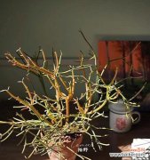 膨珊瑚花语寓意是什么？如何用膨珊瑚表达情感？