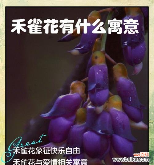 哪种花的花语是开心？如何用花卉传递快乐？