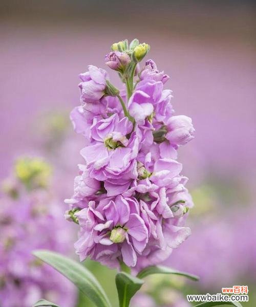 紫罗兰花语寓意是什么？紫罗兰代表什么情感？