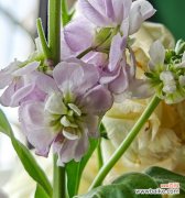 紫罗兰花语寓意是什么？紫罗兰代表什么情感？