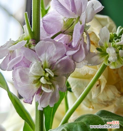 紫罗兰花语寓意是什么？紫罗兰代表什么情感？