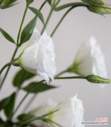 白色桔梗花的花语是什么？桔梗花表达怎样的情感？