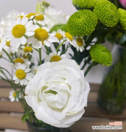 白色桔梗花的花语是什么？桔梗花表达怎样的情感？