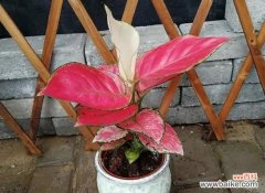 以橡皮树寓意，招财旺运、吉祥如意 橡皮树带来财富与幸福