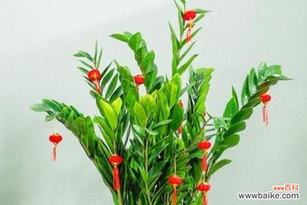 以橡皮树寓意，招财旺运、吉祥如意 橡皮树带来财富与幸福