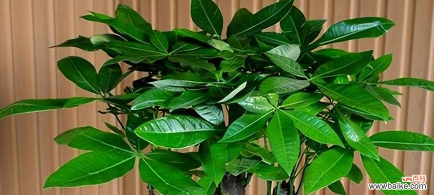 以橡皮树寓意，招财旺运、吉祥如意 橡皮树带来财富与幸福