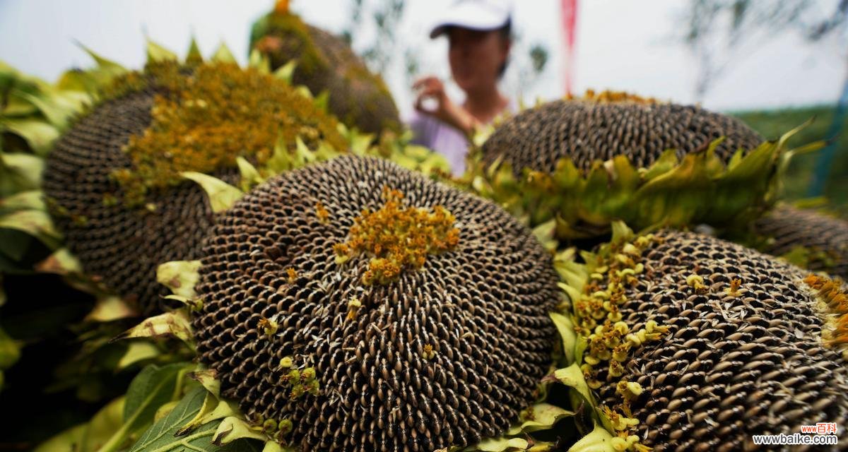 探寻向日葵的文化和生物奥秘 向日葵
