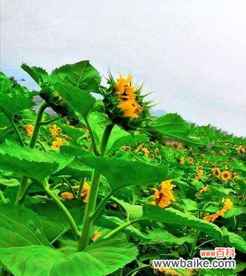 探寻向日葵的文化和生物奥秘 向日葵