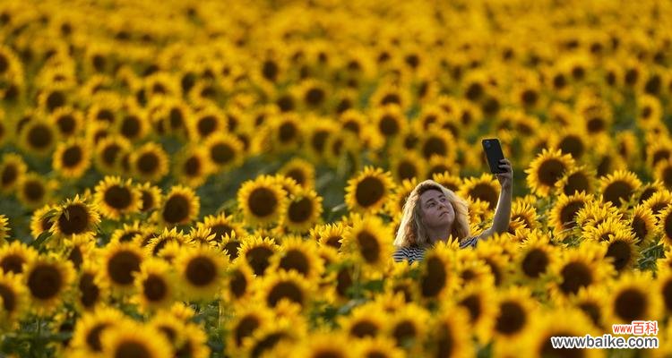 探寻向日葵的文化和生物奥秘 向日葵