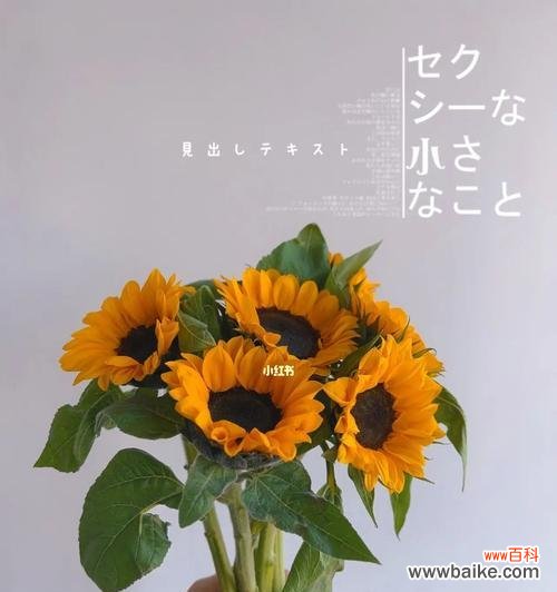 以向日葵为媒介,探索其代表的意义和传递的信息 向日葵花语