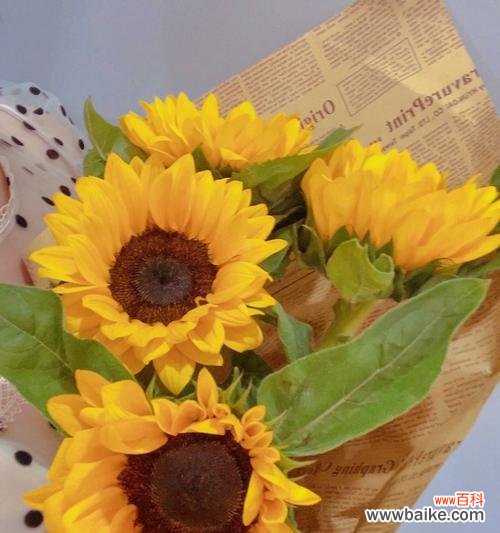 以向日葵为媒介,探索其代表的意义和传递的信息 向日葵花语