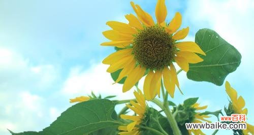 以向日葵为媒介,探索其代表的意义和传递的信息 向日葵花语